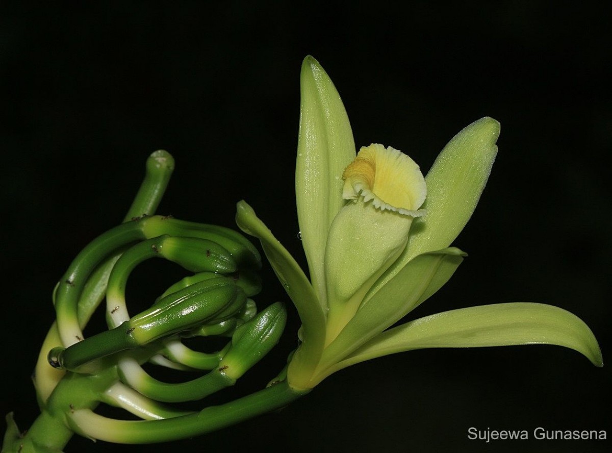 Vanilla planifolia Andrews